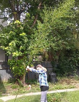 RIP Backyard Bamboo