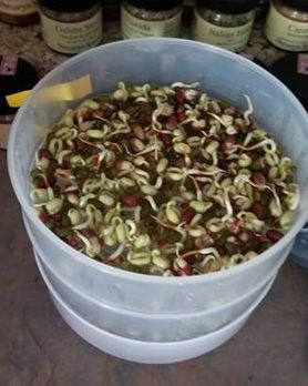Growing Sprouts – First Batch