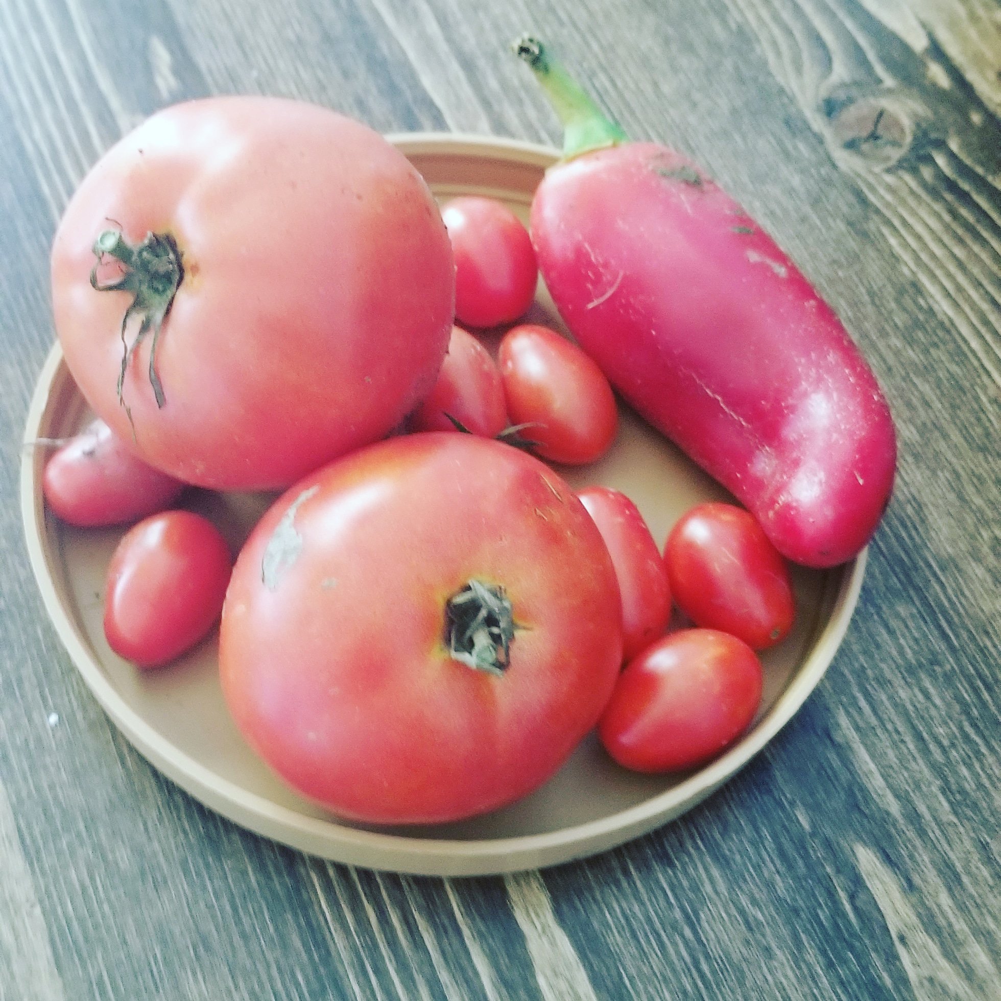 freshly picked red tomatoes and a red Jalapeno pepper